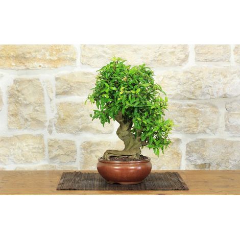 Bonsai di Melograno giapponese "Nejikan" (29) (1/5)