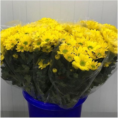 Margarita Crisantemo Flor Natural Crisantemo Bacardi Ramo de 5 tallos 70cm de alto