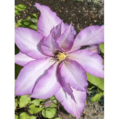 Clématite 'Morning Star' Pot de 2L/3L (1/2)