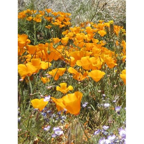 Pavot de Californie 'Mexican Sun shades' le sachet de 150 graines (0,3g)