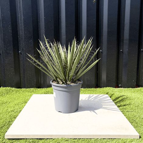 Yucca Filifera Hauteur 45 cm (1/3)