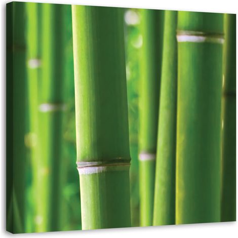 Tableau sur toile Bamboo Zen Spa Nature 50x50 (1/5)
