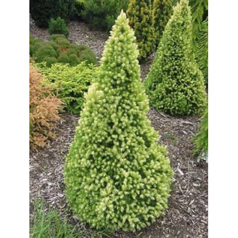 Sapinette blanche, Epinette blanche 'J.W. Daisy's White' Pot de 2L/3L (1/2)
