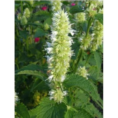 Agastache 'Alabaster' Godet de 8/9 cm (1/3)