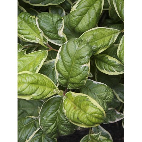 Weigela 'Caricature' Pot de 4L/5L