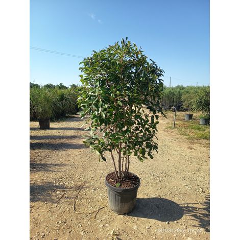 PHOTINIA FRASERI MULTITRONCO 50 1/4 FUSTO RED ROBIN