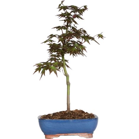 Acer Palmatum Katsura - Bonsai di Acero Giapponese - H 45-50 cm Vaso Ø 21 cm (1/4)