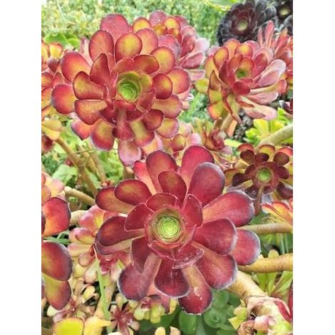 Aeonium arboreum var. 'Atropurpureum ' 2 cuttings/head cuttings