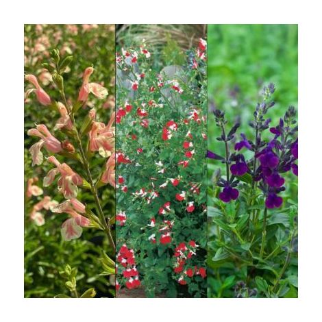 Lot de 6 sauges semi-persistantes – Variétés Icing Sugar, Belle de Loire, So Cool Pale Blue – Hauteur 50 cm – Période de floraison mai à octobre – Fabre Graines