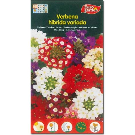 SEMILLAS FITO FLORES VERBENA HIBRIDA VARIADA=00606