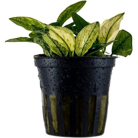 Aquariumpflanze Anubias nana 'Pinto' Nr.301E