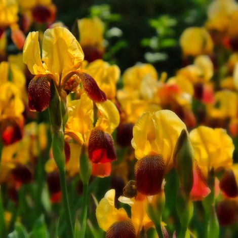 3 Iris Michigan (1/2)