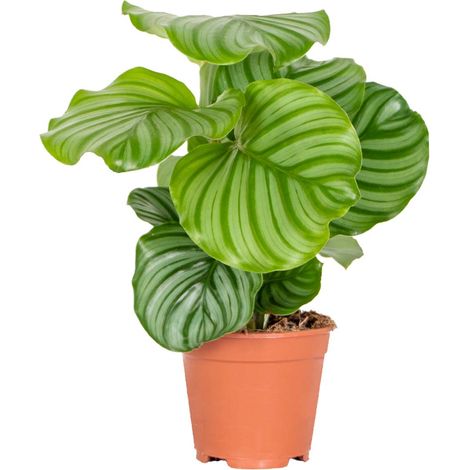 Calathea Orbifolia – Plante paon dépolluante – 40-50 cm – Pot 14 cm – Pour espaces ombragés – Arrosage 2 fois/semaine