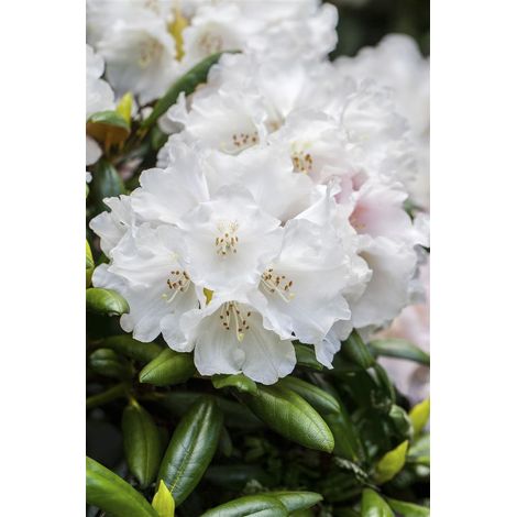 Rhododendron 'Helene Schiffner' Rhododendron Hybr.'Helene Schiffner' C 5 30- 40