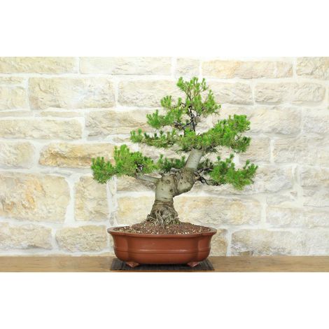Bonsai di Pino d'Aleppo (10) (1/5)