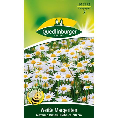 Quedlinburger Saatgut – Marguerite blanche Mayfield Giant – Graines de fleurs, hauteur env. 90 cm, environ 40 plants (1/2)