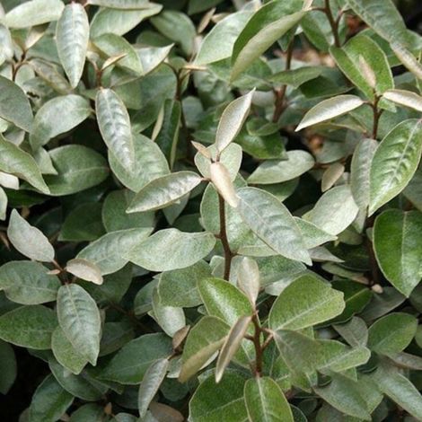Chalef d'Ebbingei Compacta - Elaeagnus xebbingei Compacta en Pot 9L 100/120cm (1/4)