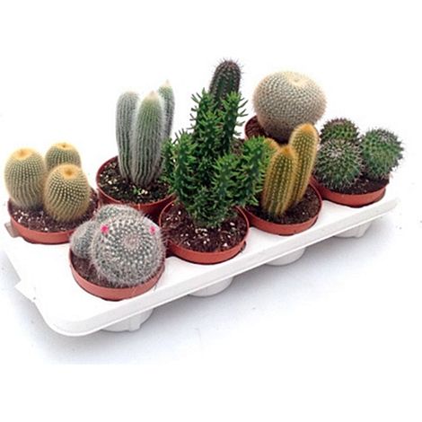Pack de 8 Cactus Mix en Maceta M12
