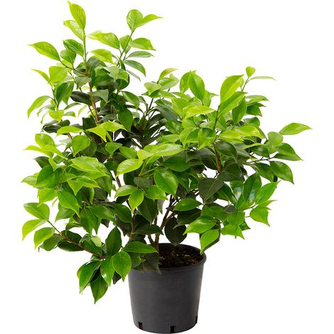 Camellia japonica cv "black lace" - camelia - vaso 18 cm (1/3)