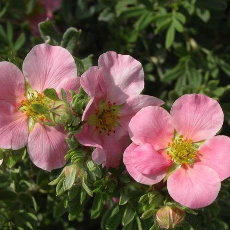 Potentille arbustive Lovely Pink® 'Pink Beauty', Potentilla/Pot de 3L - 40/60 cm (1/3)
