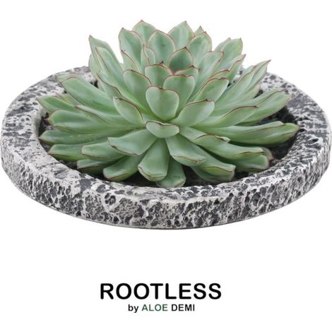 Plante Grasse Succulente Echeveria Pulidonis sans Racines et Coupe Céramique Béton Ø 20 cm - PANGIVO