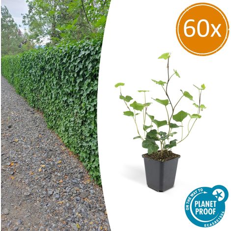 Lot de 60 Hedera Hibernica Lierre d'Irlande Persistant pour Haie et Clôture 10-25 cm Pot Ø 9 cm - PANGIVO (1/5)
