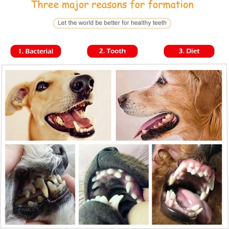 1 Pièce Outil de soin buccal antitarre pour animaux - Cure-dents dentaire en forme de houe (1/4)