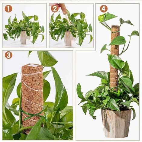 CH06120-Bâtons de palmier en coco pour plantes grimpantes. Totem de jardin. poteau en mousse. Support de vigne pour plantes grimpa (1/4)