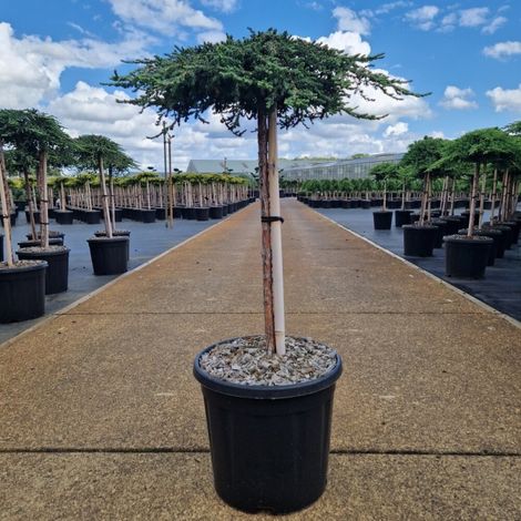 Genévrier commun 'Zeal' Pot 15L 70cm - Juniperus communis Zeal (1/2)
