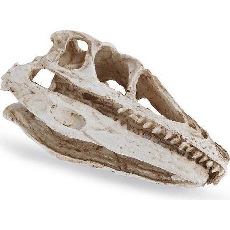 Crâne de dinosaure décoratif de bureau, modèle de crâne de dinosaure en résine, squelette d'animal simulé, accessoire de décoration intérieure et pédagogique. (1/4)