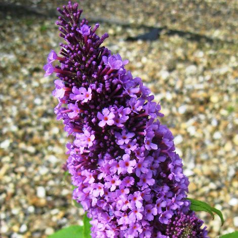 Arbre aux papillons  - Buddleja davidii 'Peacock'  - 30-40 cm pot
