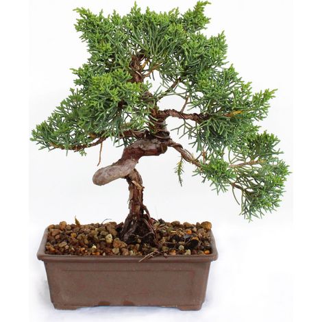 Bonsai Juniperus Chinensis Ito-Igawa - Bonsai Vero Ginepro - H 25-30 cm Vaso Ø 15,5 cm (1/3)