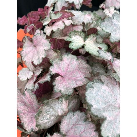 Heuchère 'Pinky Panky' Pot de 1,5L/2L (1/2)