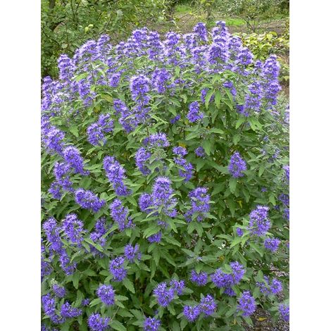 Barbe-bleue, Spirée bleue 'Blue Balloon' Pot de 2L/3L (1/4)