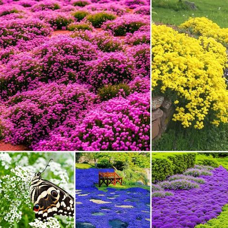 50000 Graines de Thym Serpolet Couleurs Mélangées – Semences Mellifères Vivaces Faciles À Cultiver – Tapis Floral Pour Jardin, Bordures Et Espaces Extérieurs (1/5)