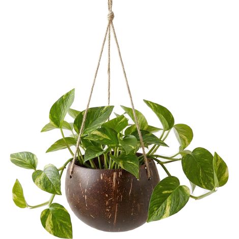 Pot de fleurs suspendu en coquille de noix de coco avec cordon de suspension pour l'intérieur et l'extérieur Jardinière de balcon Panier à plantes suspendu pour plantes succulentes et fleurs (1/5)