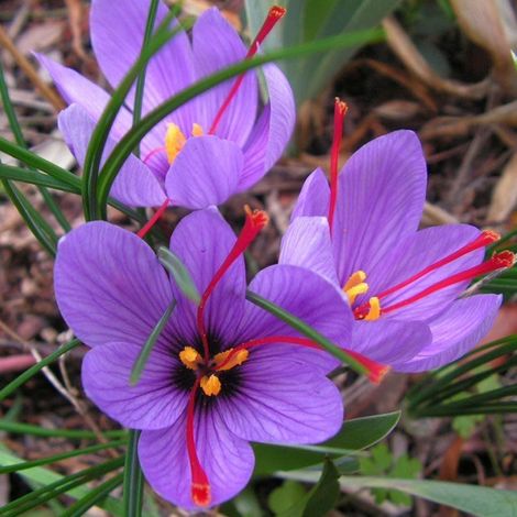 OFFERTA 50 BULBI DI CROCUS SATIVUS ZAFFERANO Calibro 8/9 croco coltivazione (1/5)