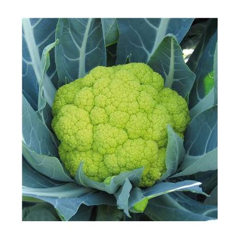 CHOU FLEUR SUSANA HF1 - 75 GRAINES