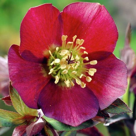 4 x Hellébore orientale 'Red Hybrids' - godet 9x9 cm (1/5)