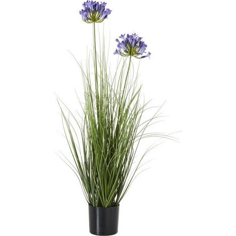 Agapanthus Plant in Pot - Plastic - Height 90 cm - Blue