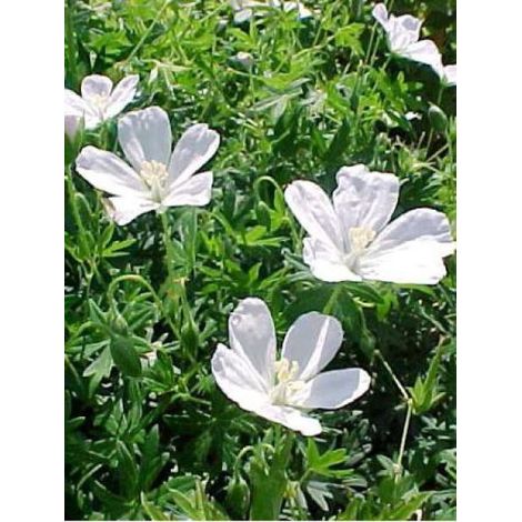 Géranium vivace sanguin 'Album' Godet de 8/9 cm