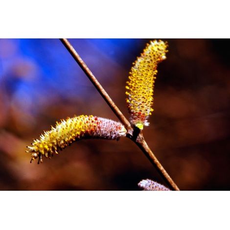 Planta de Salix Purpurea ? Mimbrera