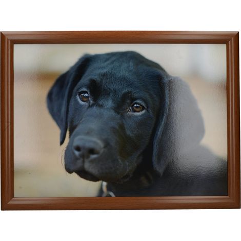 CREATIVE TOPS Labrador - Gesteppter Sitzsack, 44 x 34 cm, Mehrfarbig