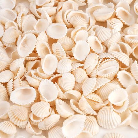250 Pcs Coquillage Decoration, Petite Décoration Naturelle en Coquillage (1/5)