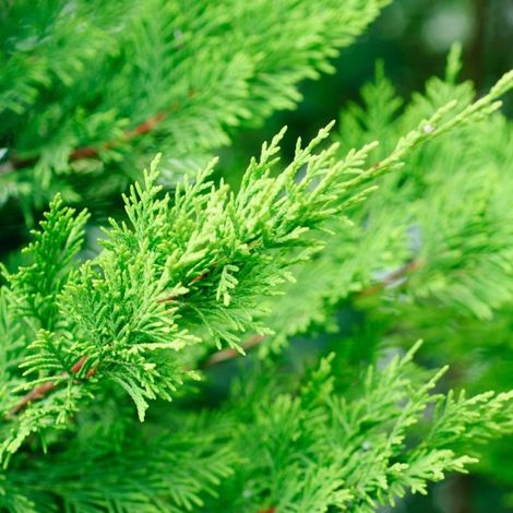 Cyprès de Leyland - Cupressocyparis leylandii en Pot 125/150cm