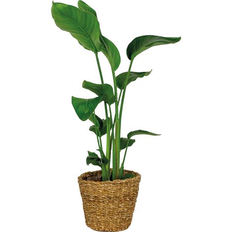 Bloomique - Strelitzia Nicolai - Oiseau de paradis - Plante d’intérieur - Dépolluante - Facile à entretenir - Hauteur 80-100 cm - Panier en rotin 21 cm