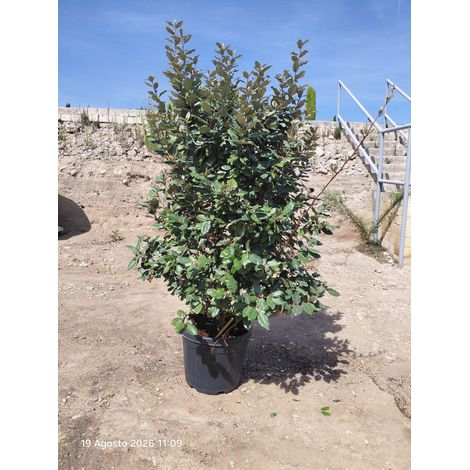 ELEAGNUS EBBINGEI COMPACTA TOUFFE 50