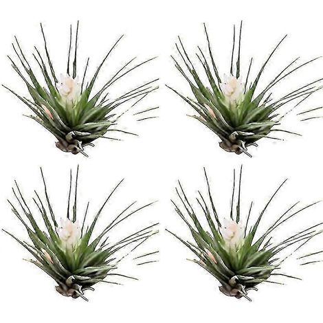 Lot de 4 plantes aériennes ornementales sans terre arrosage modéré faciles d'entretien pour vase d'intérieur décoration de maison - I (1/5)