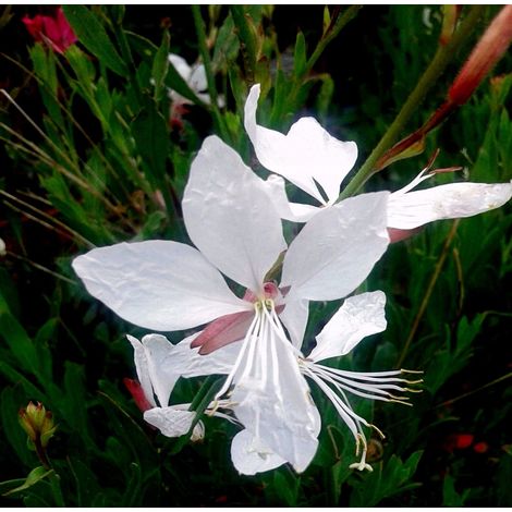 Planta de Gaura Blanca. Altura Planta 30 - 40 Cm
