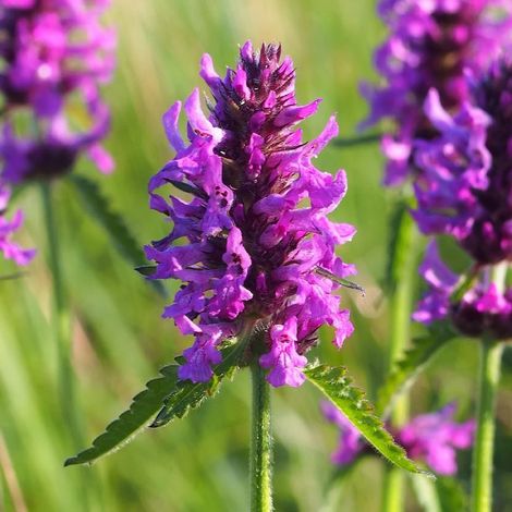 Epiaire officinale/Godet